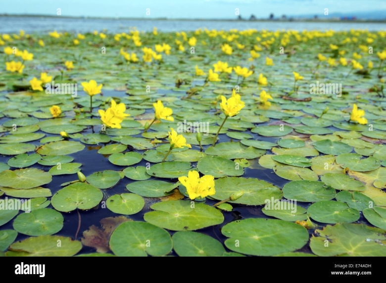 Желтая кубышка Болотная