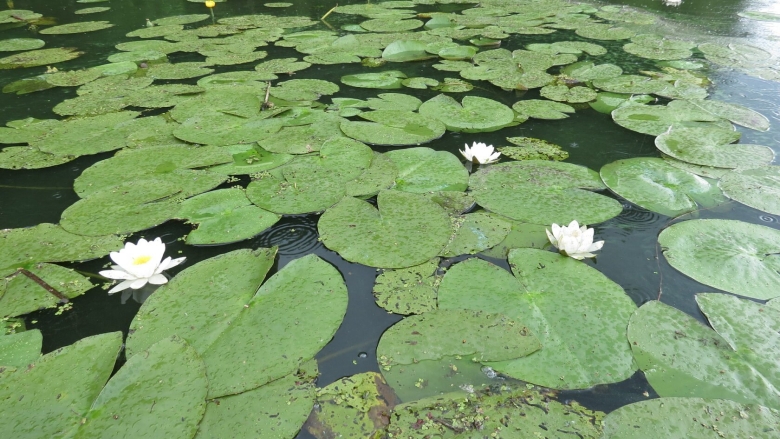 Кувшинка Болотная