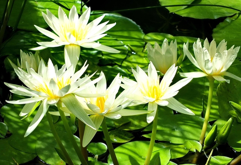 Кувшинка белая Болотная