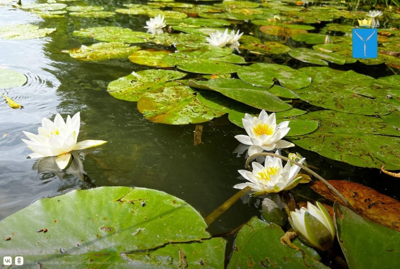 Лилии водяные и кувшинки