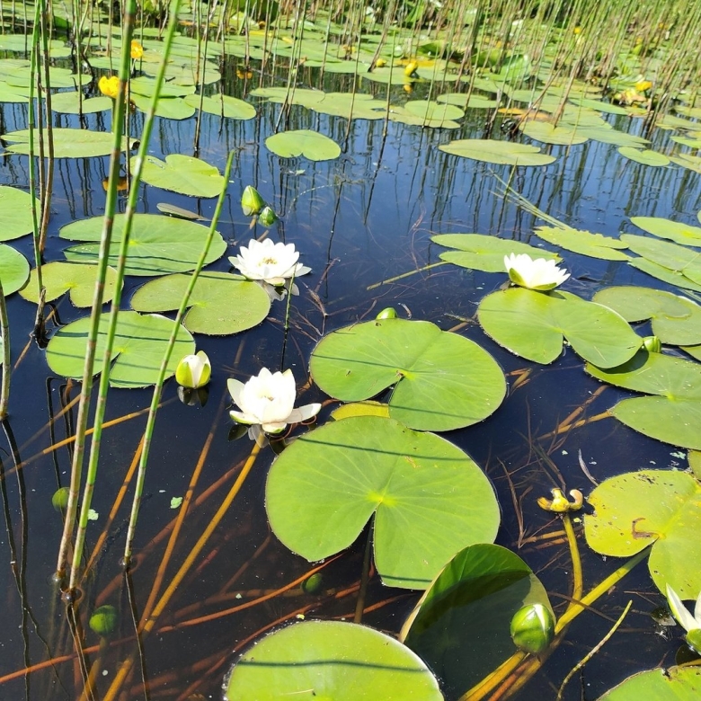 Озеро с кувшинками