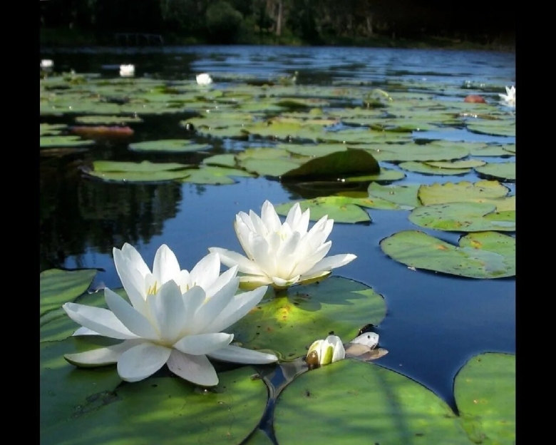 Кувшинка белая Болотная