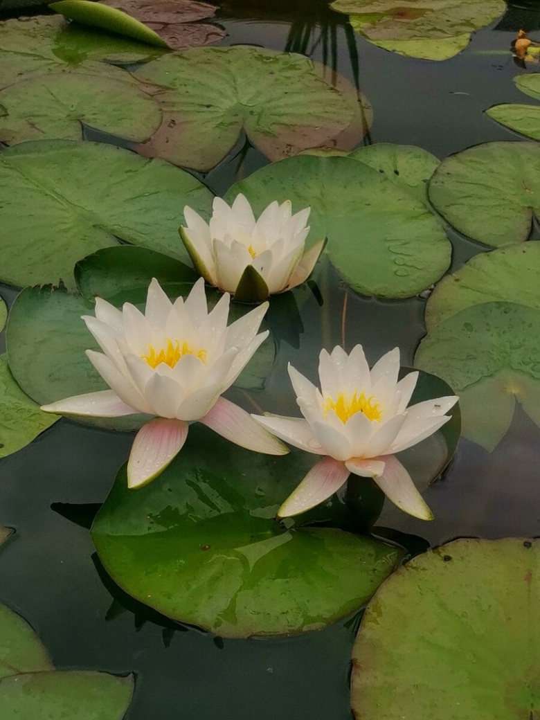 Нимфея Иннер Лайт