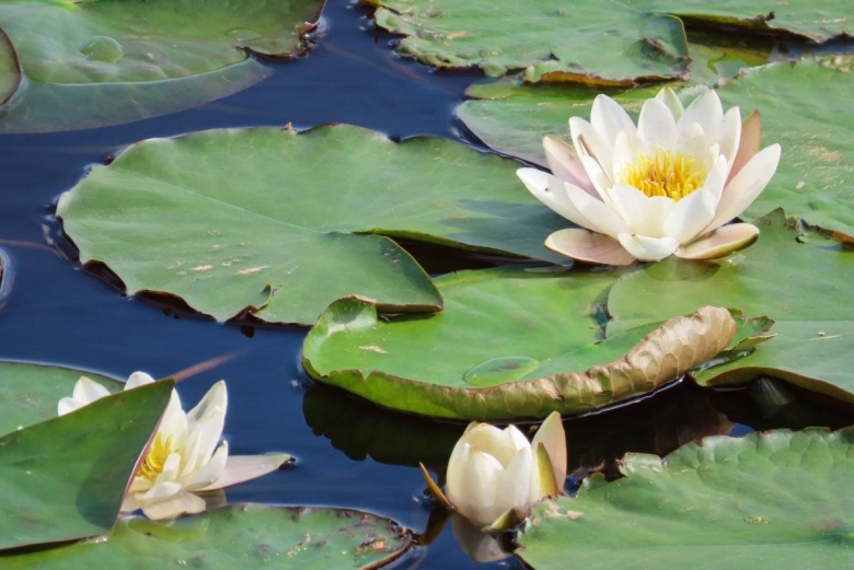 Нимфея белая