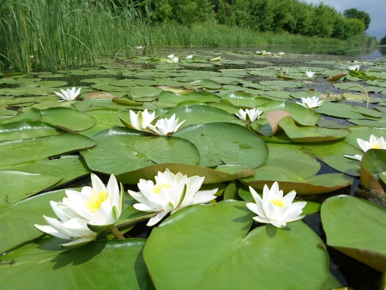 Нимфея белая Речная Лилия