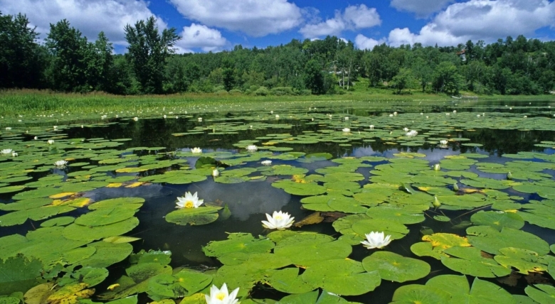 Растительность озера Селигер