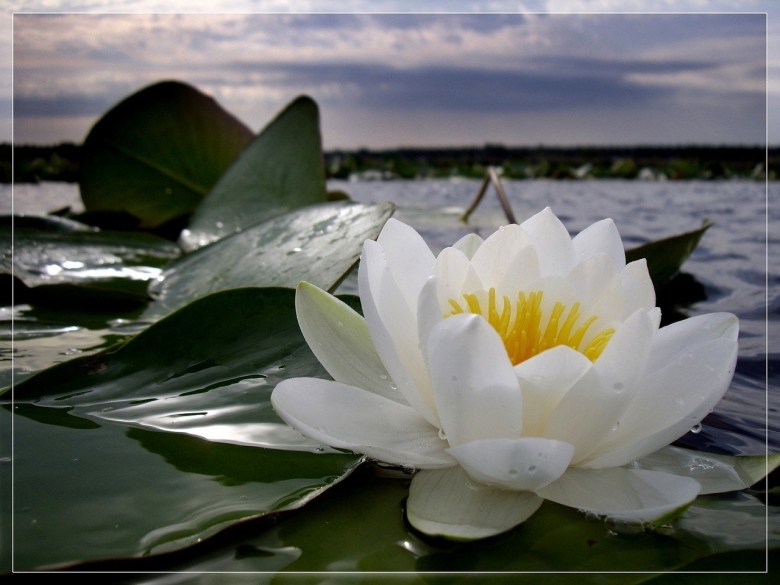 Нимфея (кувшинка) рэй дэвис