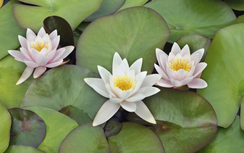 Водяные лилии нимфеи