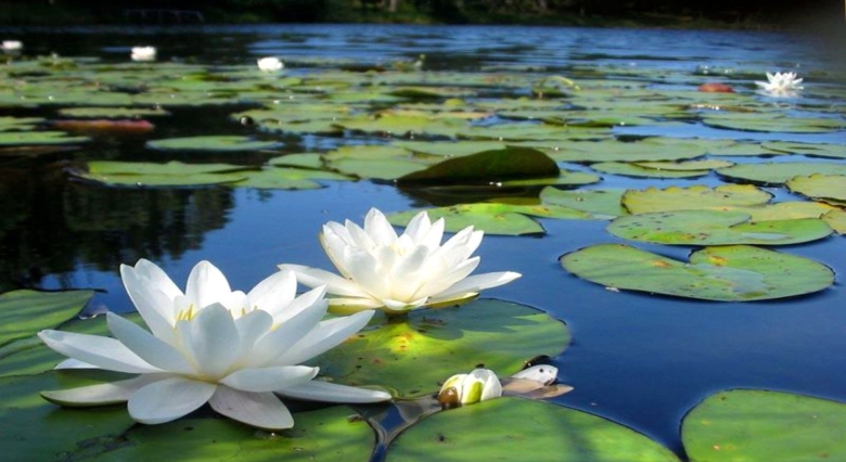 Озеро Селигер кувшинки