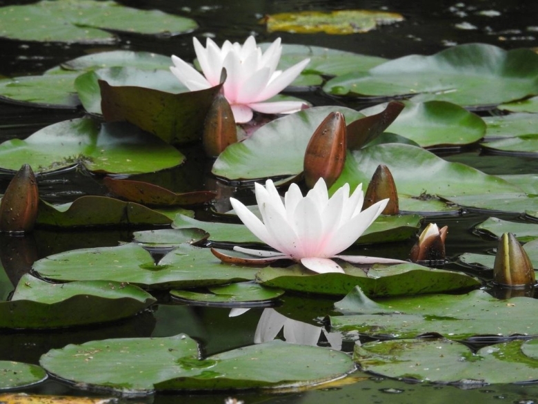 Кувшинка водяная лилия