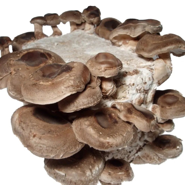 Шиитаке грибы Императорский шампиньон