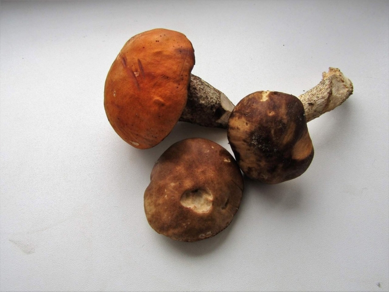 Шампиньон с фруктами