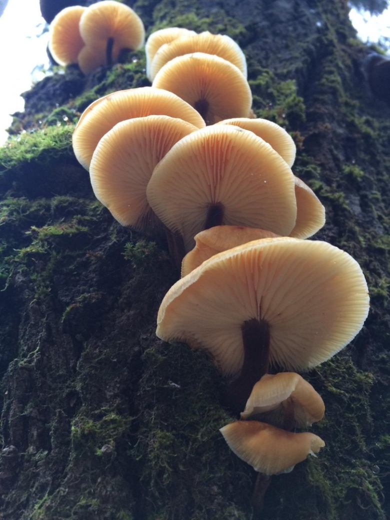 Китайские грибы