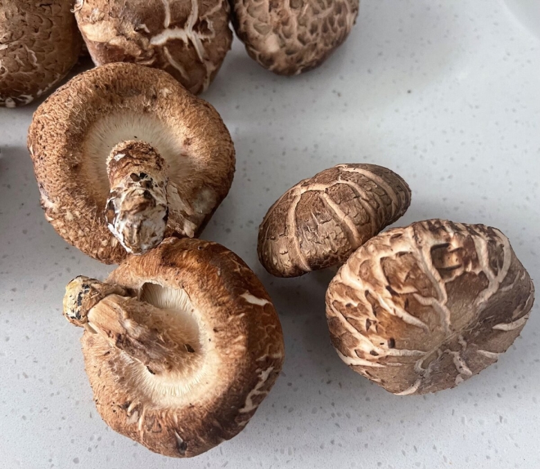 Шиитаке lentinula edodes