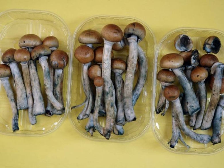 Псилоцибе кубенсис сушеные