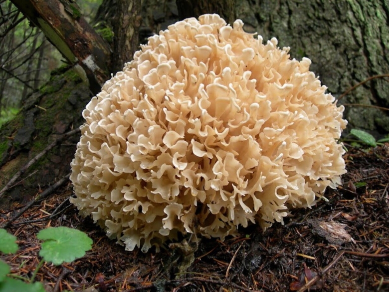 Спарассис курчавый