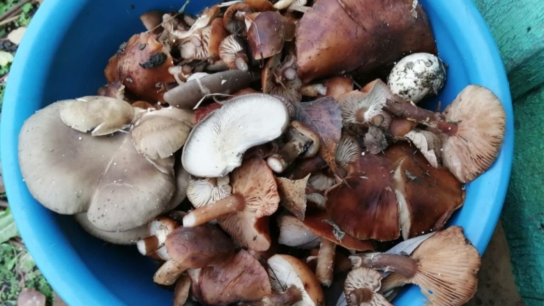 Как хранить грибницу зимой