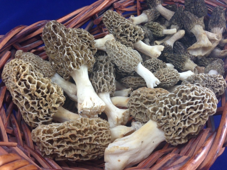 Гриб китайский