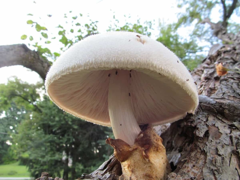Вольвариелла вольвовая Volvariella volvacea