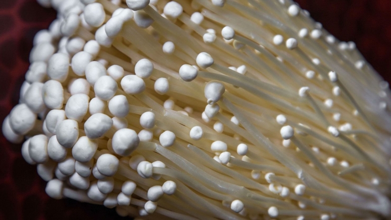 Грибы Эноки Корея