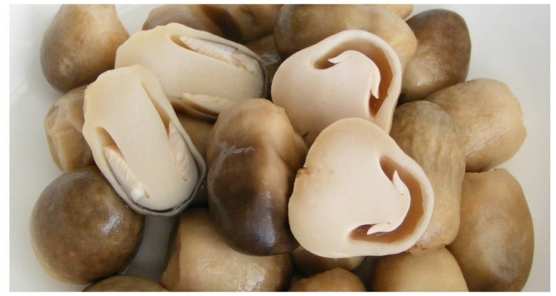 Грибы для том яма ЦАО ГУ