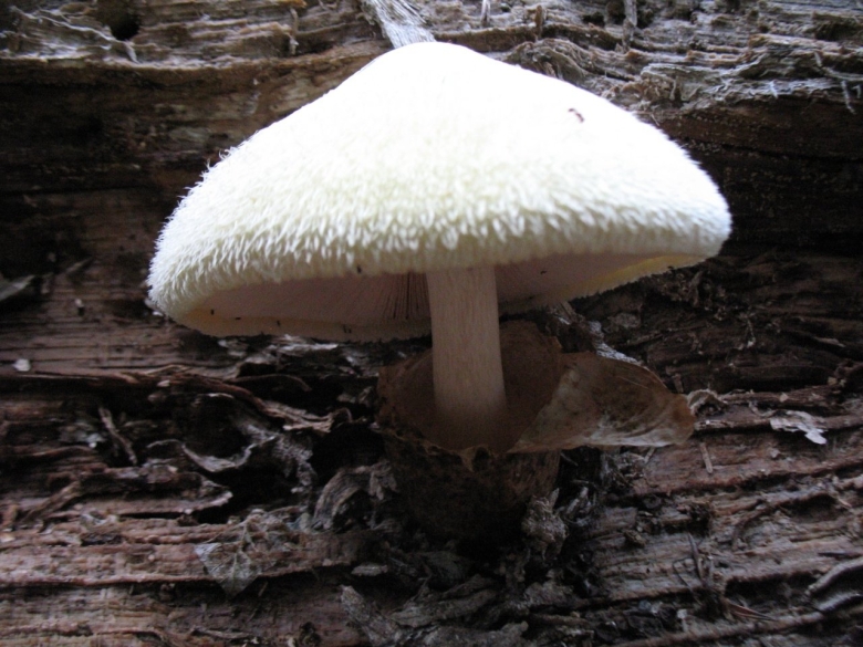 Гриб Вольвариелла слизистоголовая