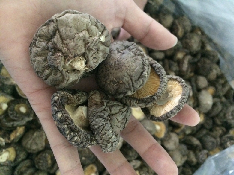 Гриб шиитаке сушеный