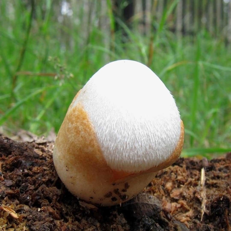 Вольвариелла шелковистая гриб