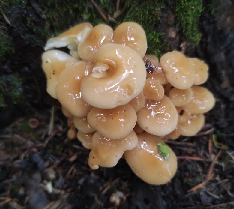 Китайские грибы похожие на опята