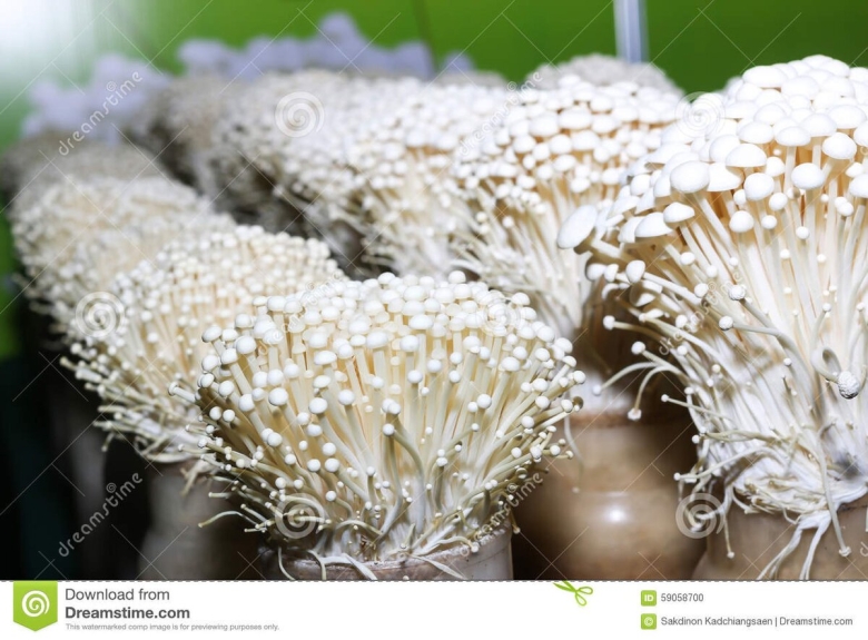 Грибы золотые нити Эноки