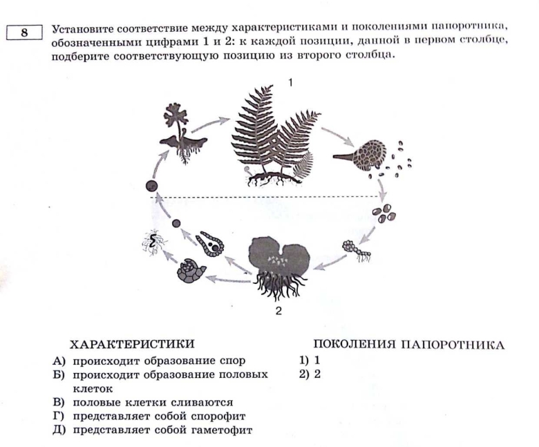 Жизненный цикл папоротника схема ЕГЭ