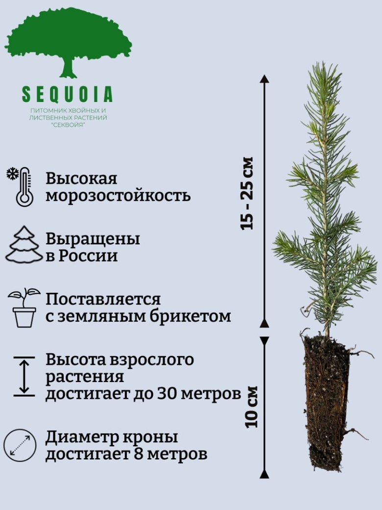 Лиственницы Сибирские ЗКС