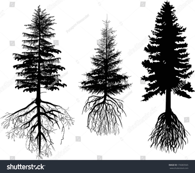 Корневая система лиственницы сибирской