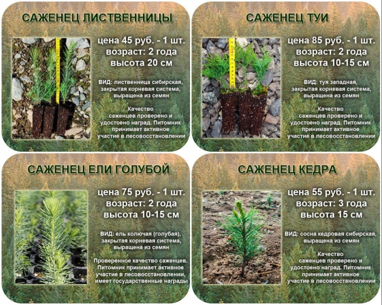 Сосна Сибирская кедр корень