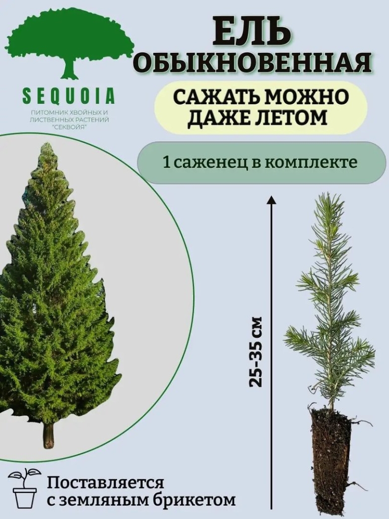 Секвойя молодая саженцы