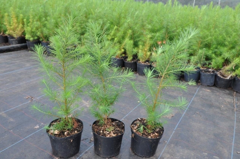 Лиственница Сибирская Larix sibirica