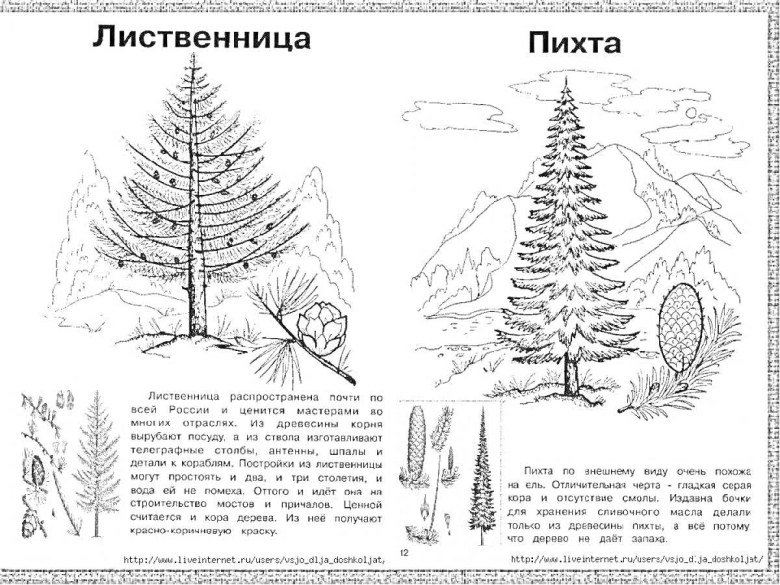Пихта Сибирская хвоинки
