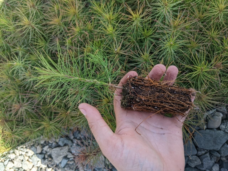 Ель Сибирская Picea obovata