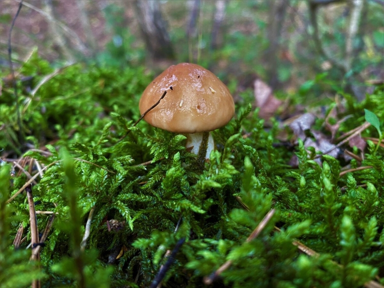 Гриб масленок