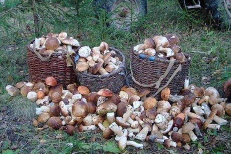 Грибная Поляна белых белых грибов