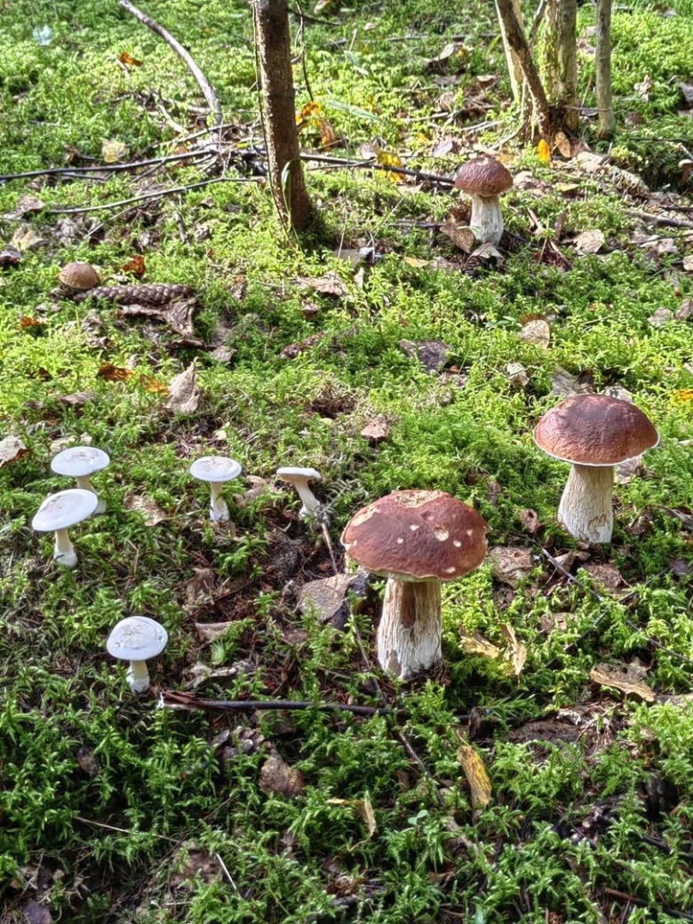 Остановка грибная Полянка