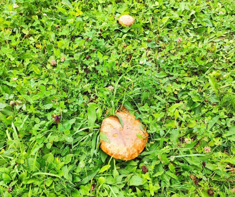 Гриб в лесу