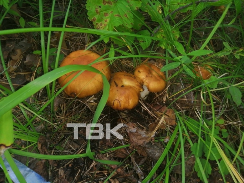 Грибы валуи сервировка