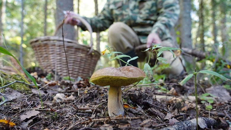 Грибной сезон