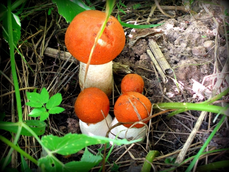 Лесной гриб подосиновик