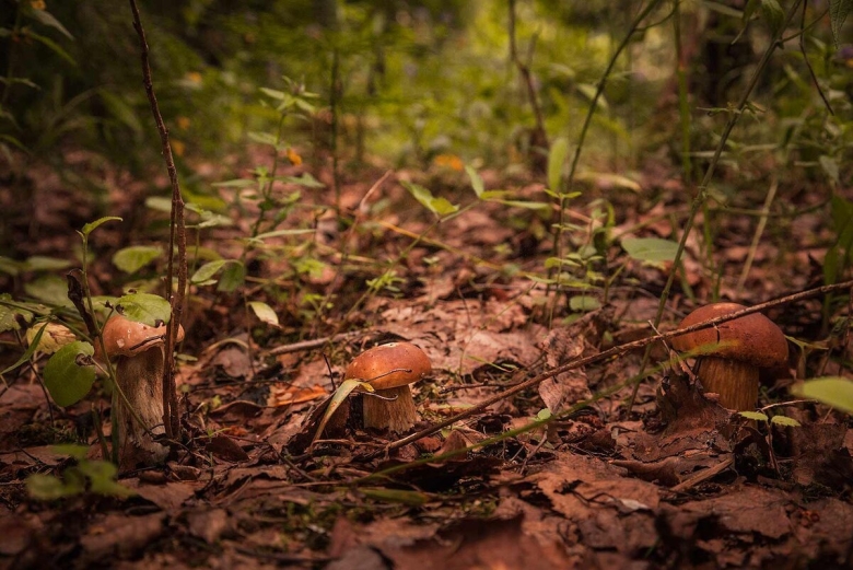 Бабочки незаметные на грибной полянке