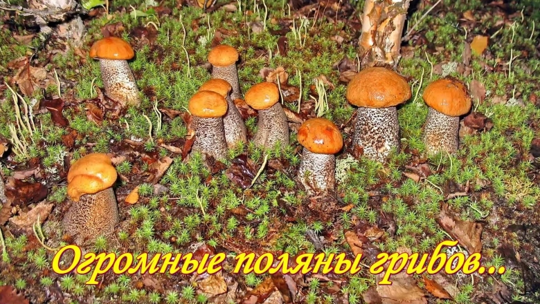 Поляна грибов подосиновиков