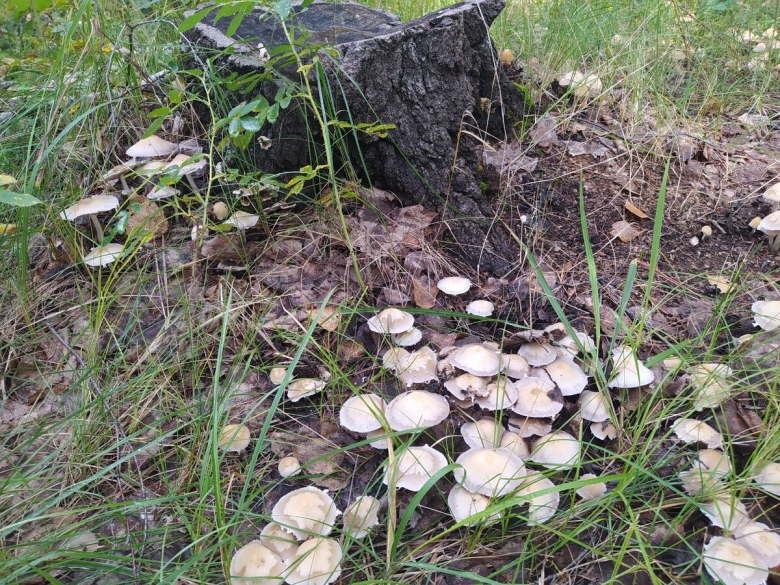 Грибная поляна в лесу