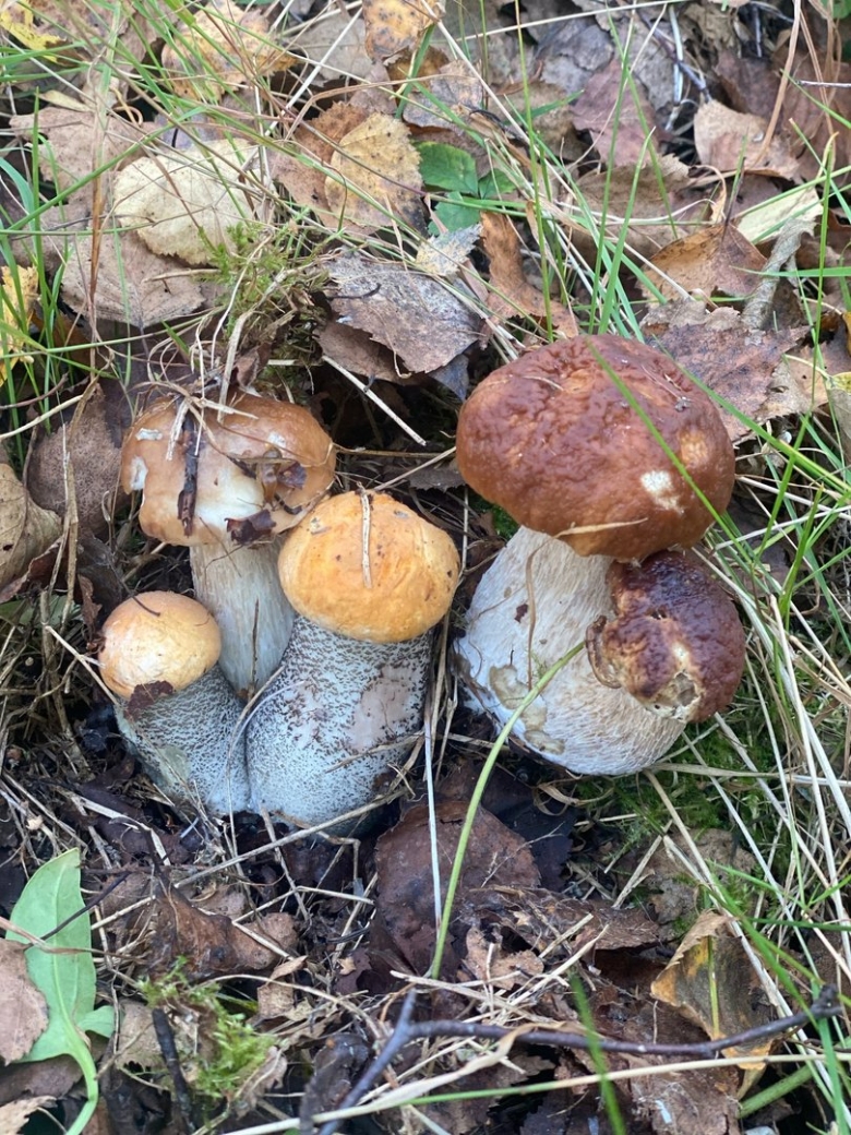 Как называется собирание грибов