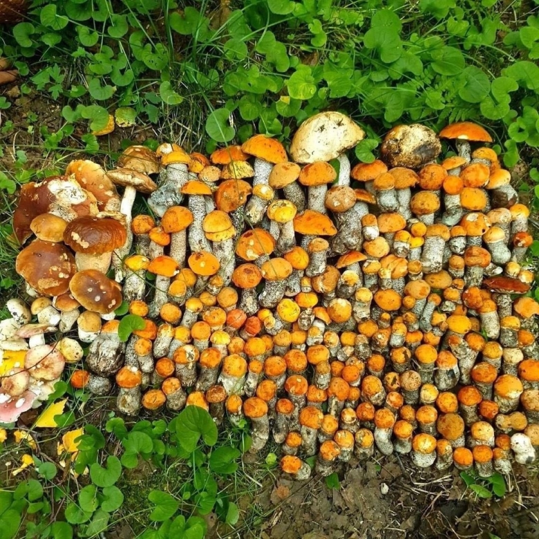 Грибы в Ленинградской